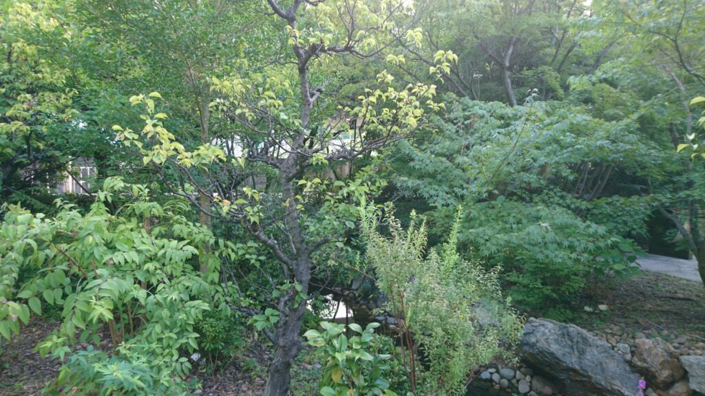 雑木の庭のイメージ
高木と美しい葉色の下草と石のバランス