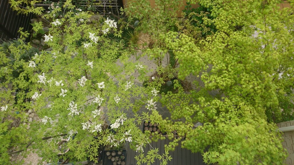 雑木の庭で雑木の花が咲いていく様子
春の雑木の開花