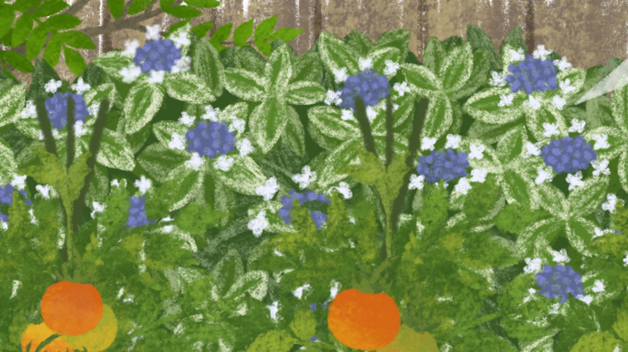 フイリガクアジサイをお庭に
斑入り額紫陽花
