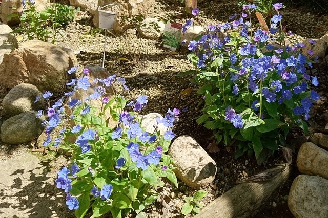 青い宿根草のお庭
オムファロデス・チェリーイングラム