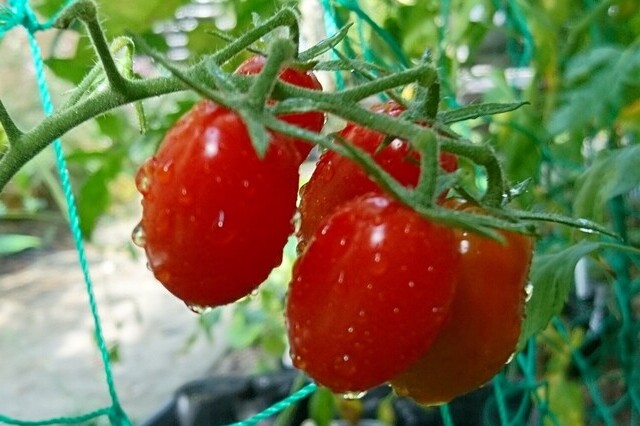瑞々しいトマトを家庭菜園ガーデンに