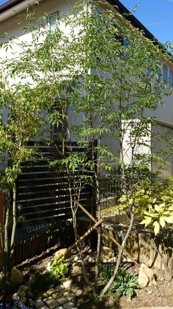 アオダモの苗木の育て方！本葉が出て成長する姿や成長速度を見ていきます！