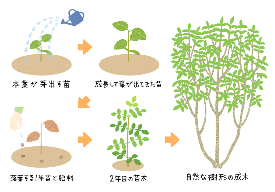 アオダモの苗木の育て方 本葉が出てから成長する姿を見ていきます